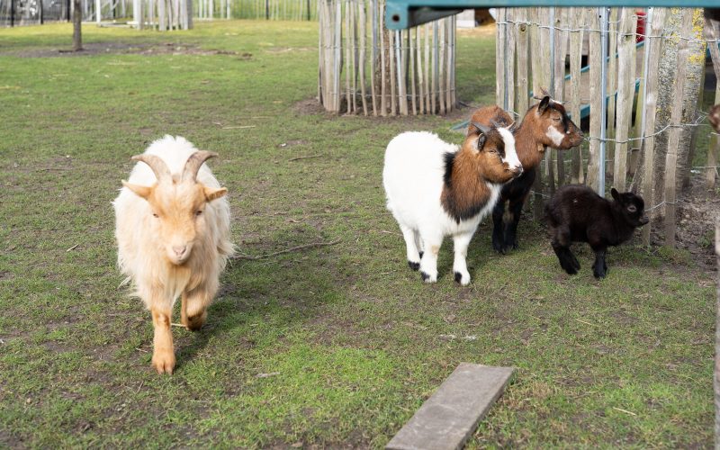 Vooraanzicht detail b